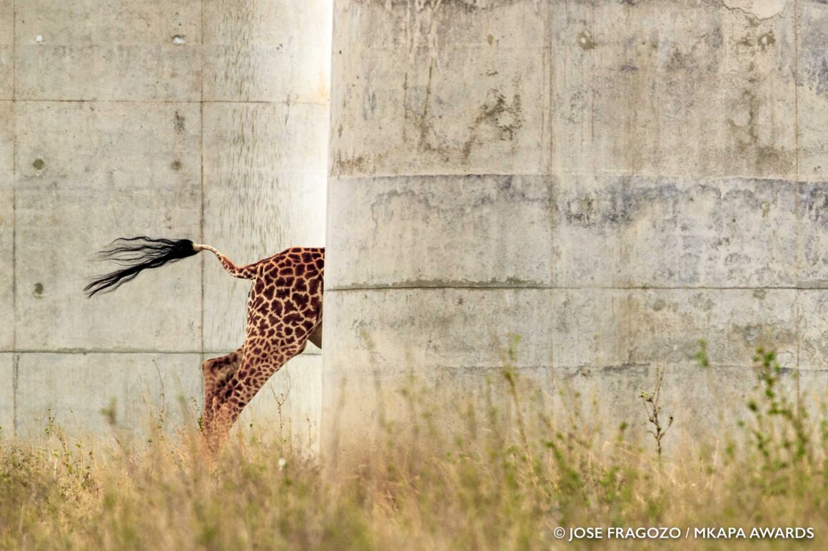 2022 Mkapa Afrika Yaban Hayatı Fotoğraf Ödülleri 7 Winner CoexistenceConflict JoseFragozo Giraffe 1