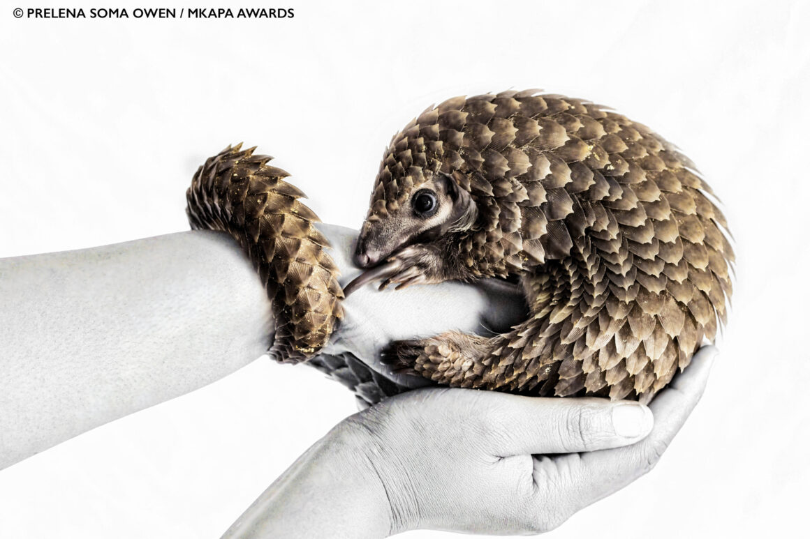 2022 Mkapa Afrika Yaban Hayatı Fotoğraf Ödülleri 8 Winner CreativeDigital PrelenaSomaOwen Pangolin 1