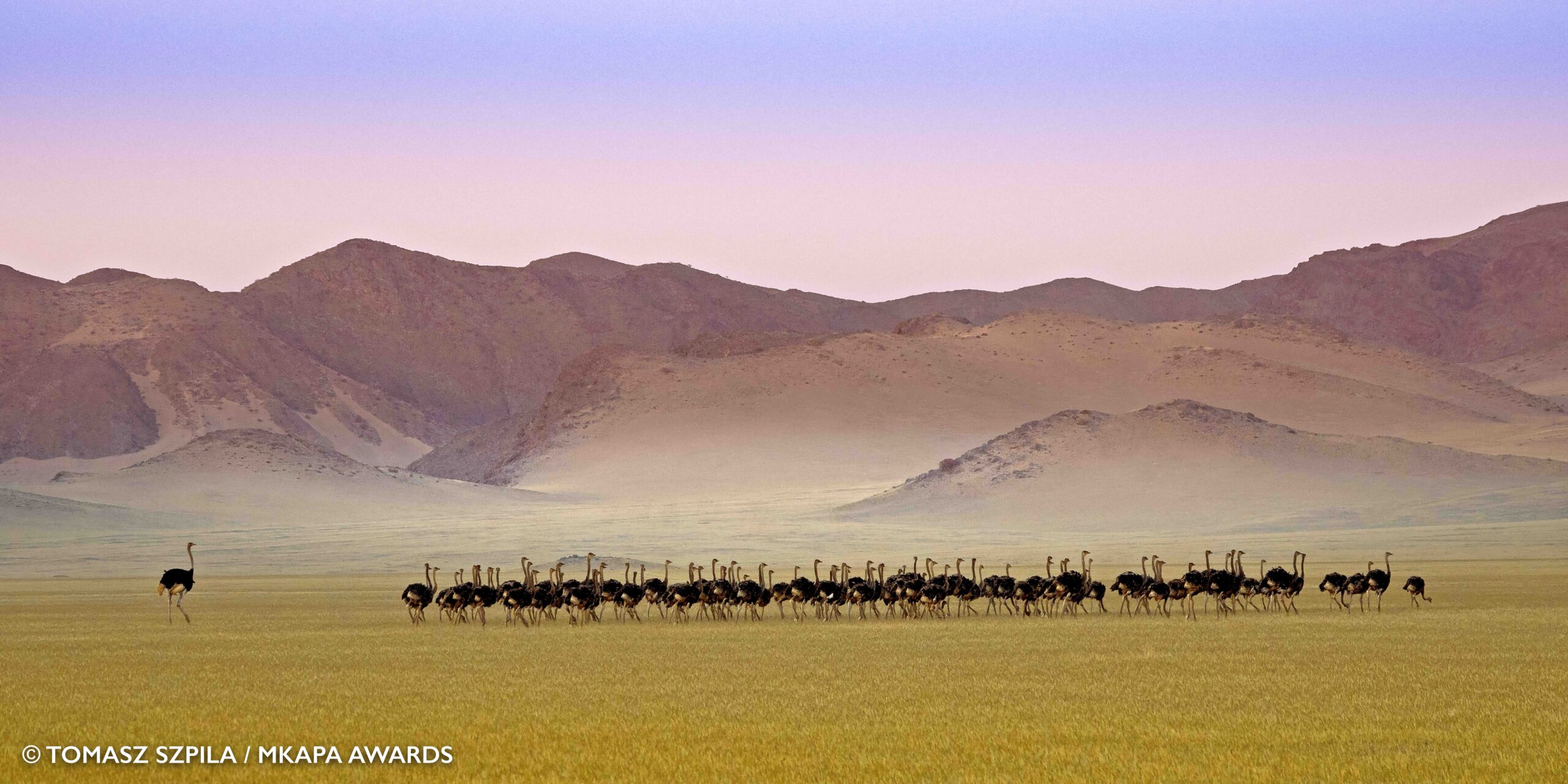 2022 Mkapa Afrika Yaban Hayatı Fotoğraf Ödülleri 9 Winner FragileWilderness TomaszSzpila Namibia Ostriches 1 scaled