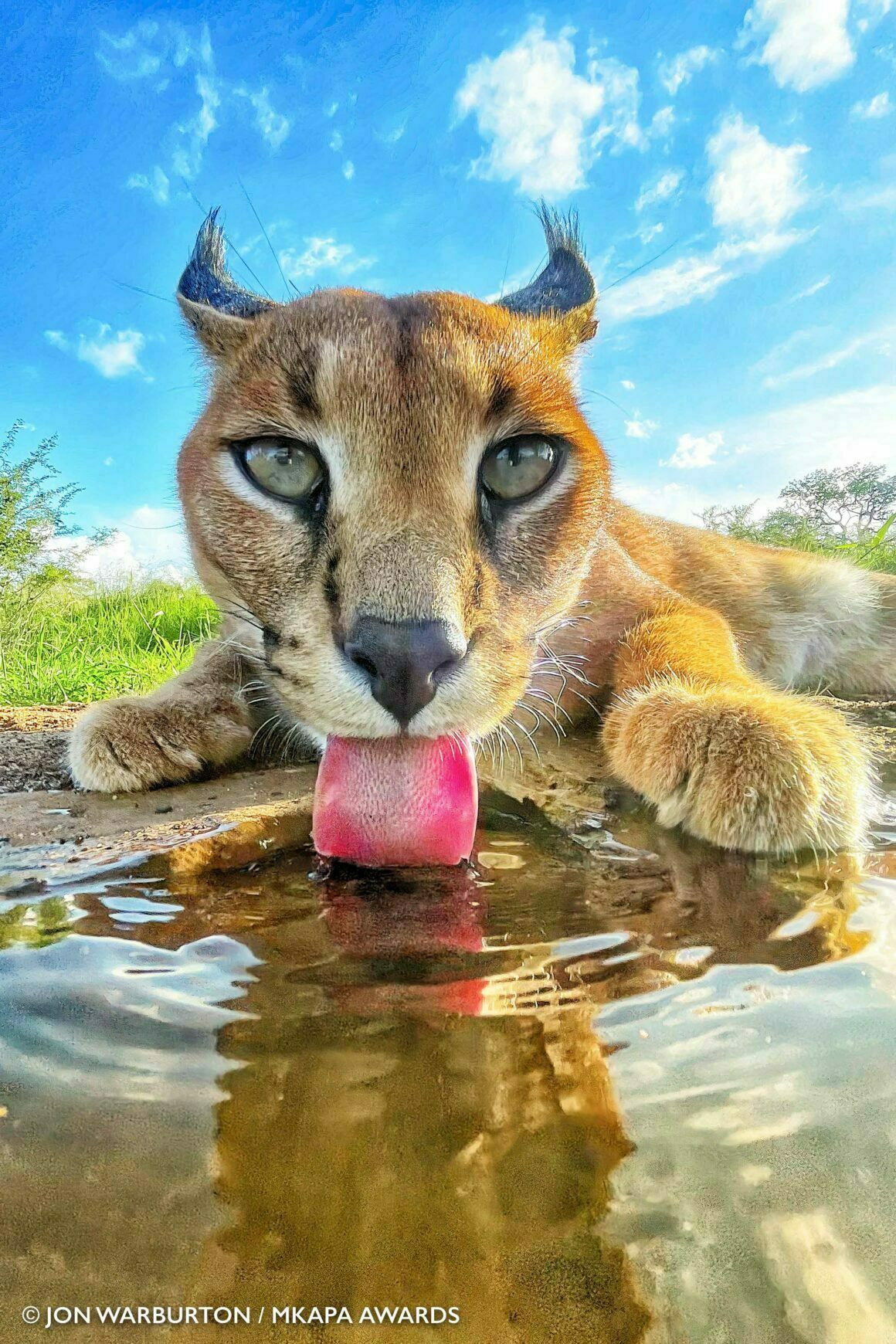 2022 Mkapa Afrika Yaban Hayatı Fotoğraf Ödülleri 4 Winner Mobile JonWarburton Caracal 1