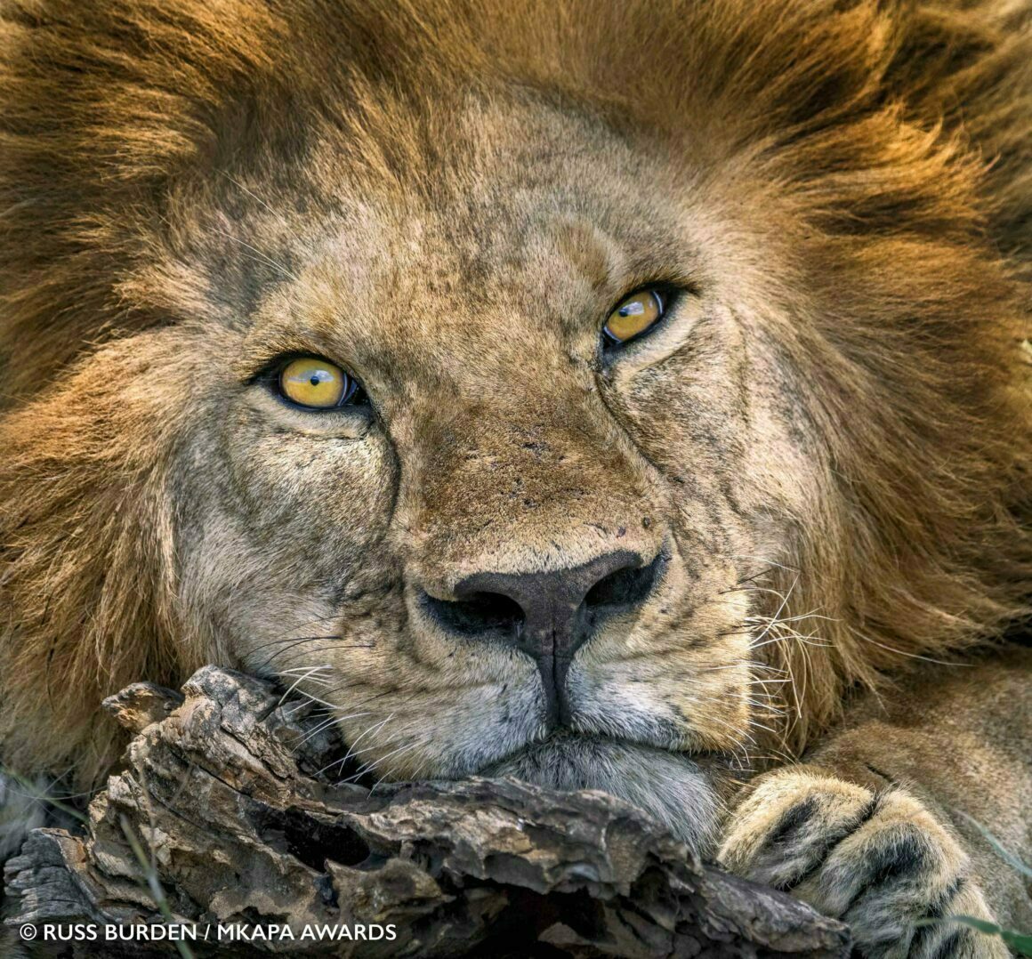 2022 Mkapa Afrika Yaban Hayatı Fotoğraf Ödülleri 13 Winner Portraits RussBurden Lion 1