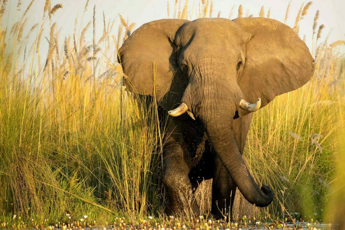 2022 Mkapa Afrika Yaban Hayatı Fotoğraf Ödülleri 12 Winner VIDEO JamesGifford LivingWithElephants 1