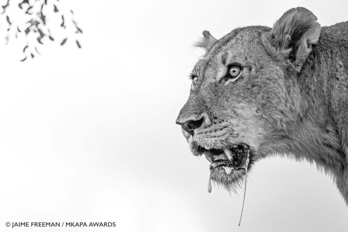 2022 Mkapa Afrika Yaban Hayatı Fotoğraf Ödülleri 15 Winner YouthInAfrica JaimeFreeman Lioness YouthInAfrica 1