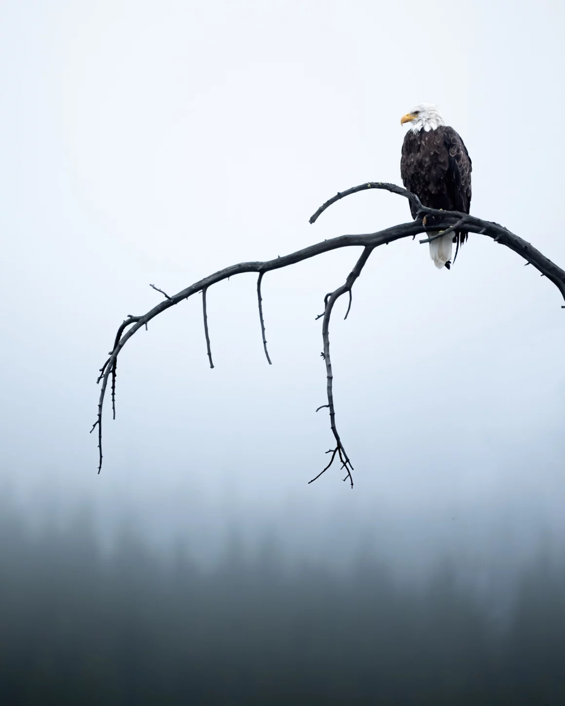 Kışın Yaban Hayatı Fotoğraflamak İçin 9 İpucu 17 Winter Knocks Softly JPG