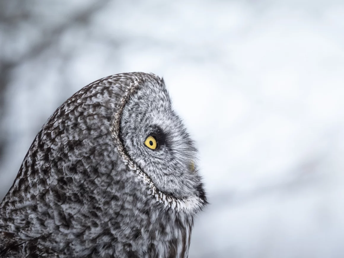 Kışın Yaban Hayatı Fotoğraflamak İçin 9 İpucu 19 Witnesses Of Wilderness JPG