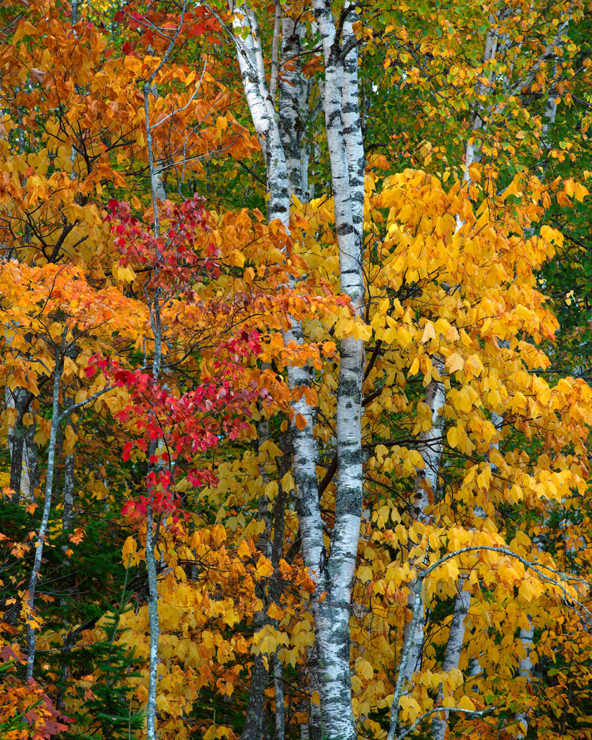 jeremy gray landscape guide birches vertical autumn golden road
