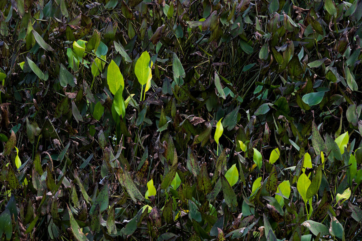 jeremy gray landscape guide leafs pattern