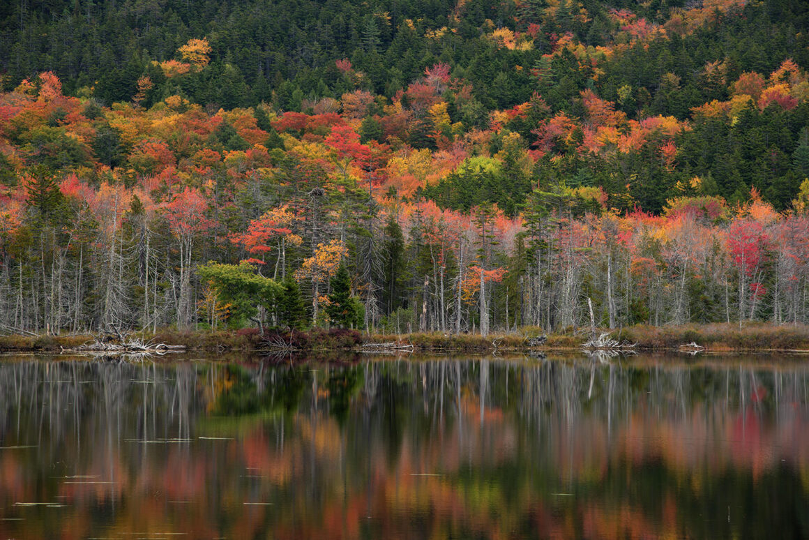 jeremy gray landscape guide roadside bog acadia