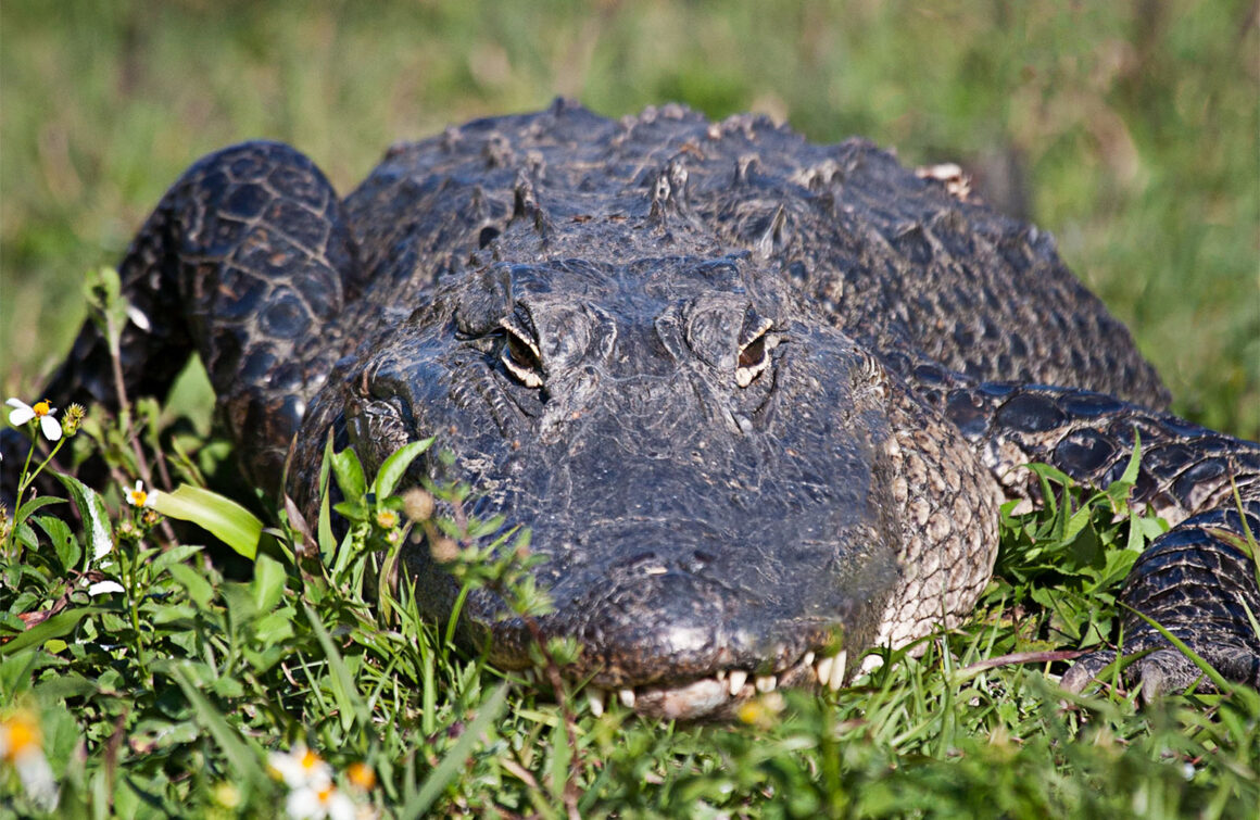 telephoto lens crocodile photo