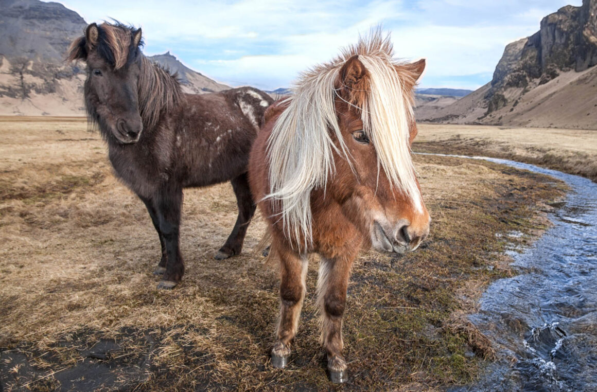 wide angle horse