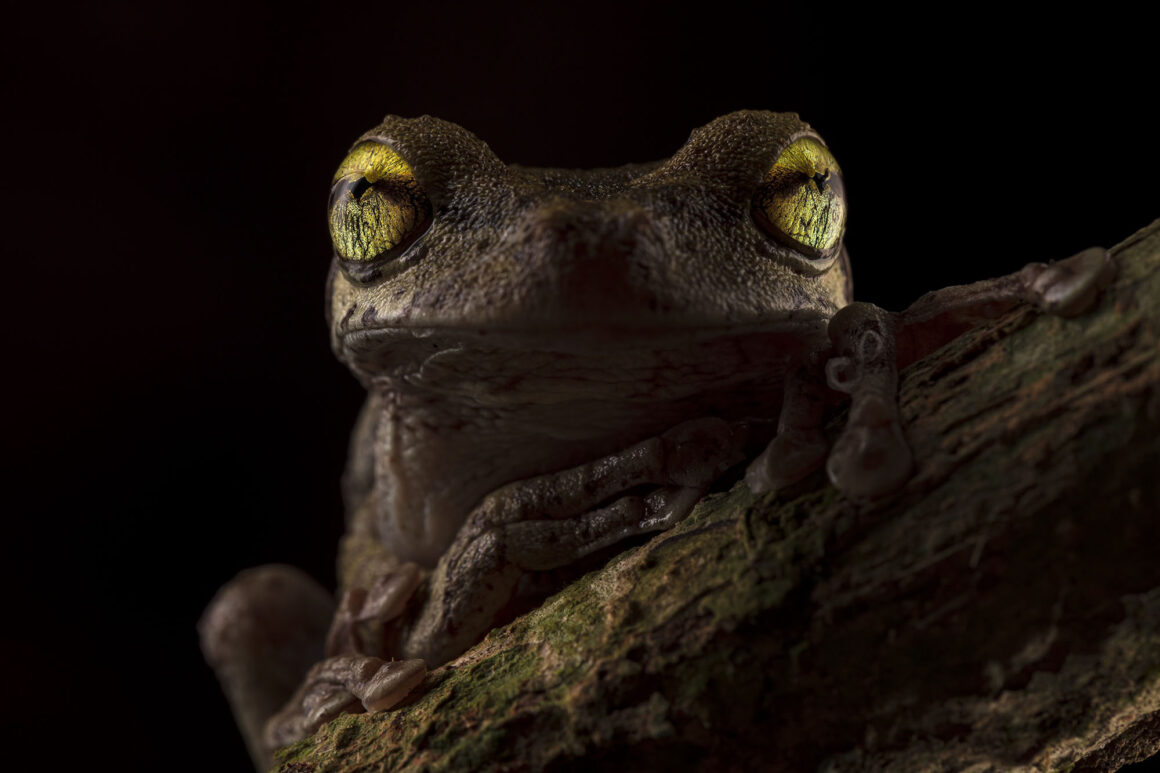 2022 British Ecological Society fotoğraf yarışması