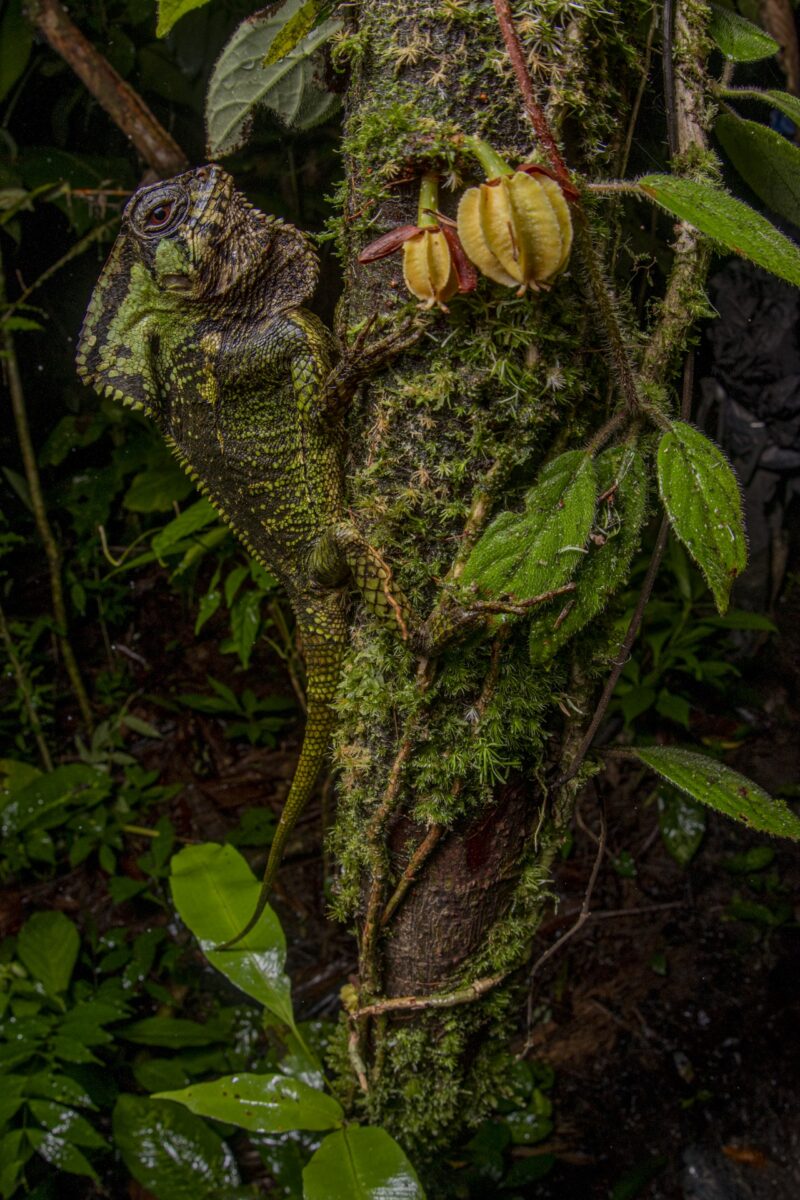 11. Cat Winner Individuals and populations Night Guardian Javier Lobon Rovira BES Capturing Ecology 2022