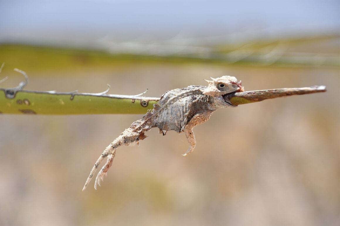 12. Student Winner Individuals and Populations The shrike strikes again Jennifer Holguin BES Capturing Ecology 2022