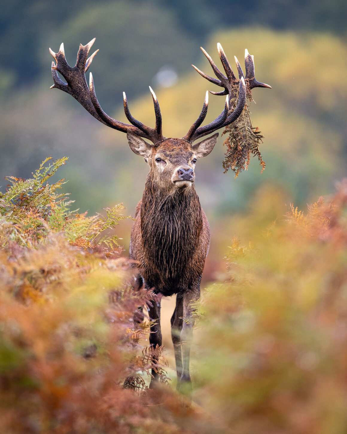 13. Highly Commended Individuals and Populations Proud Stag Joshua Copping BES Capturing Ecology 2022