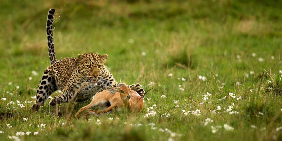 2. Overall Runner Up Leopard Surpise Peter Hudson BES Capturing Ecology 2022