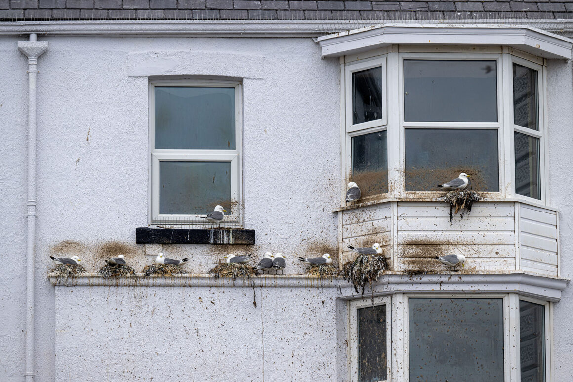 20. Highly Commended People and Nature Urban Kittiwakes Joshua Copping BES Capturing Ecology 2022