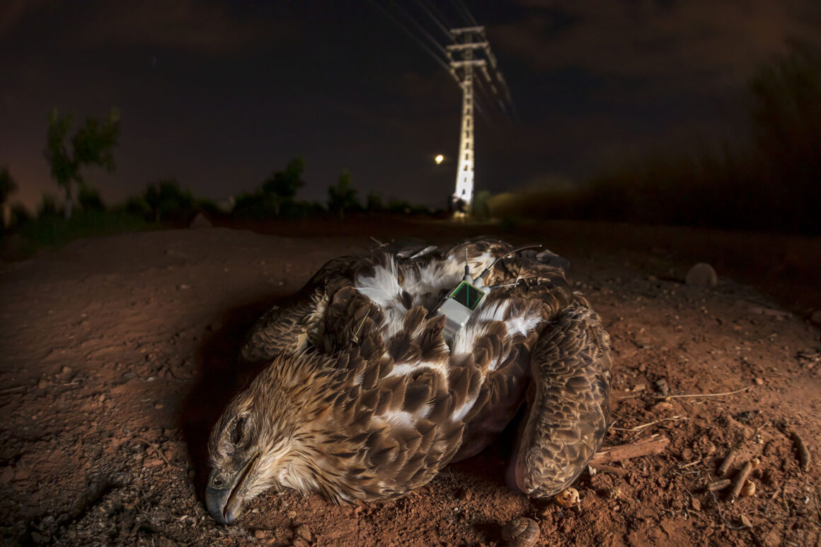 21. Cat Winner Ecology in Action Bruma Roberto Garcia Roa BES Capturing Ecology 2022