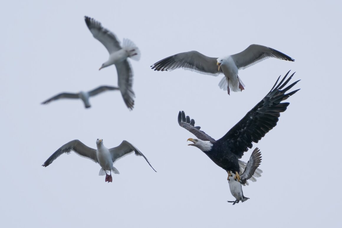 3. Student Winner Takeout Sam Eberhard BES Capturing Ecology 2022