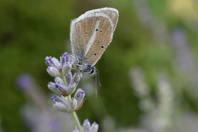 5. Student Winner Up close and personal Morning Dew Francesca Martelli BES Capturing Ecology 2022