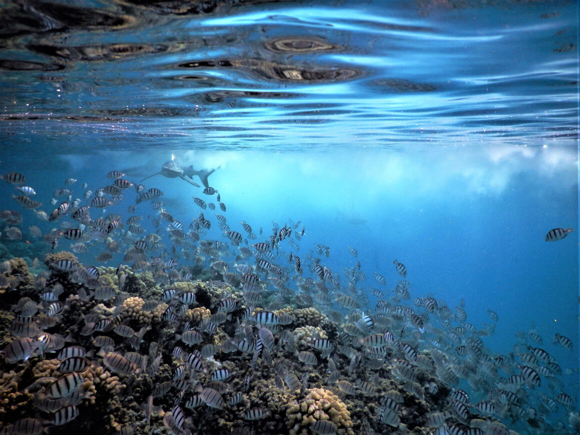 9. Student Winner Dynamic Ecosystems Danger Spawning Emma Weschke BES Capturing Ecology 2022