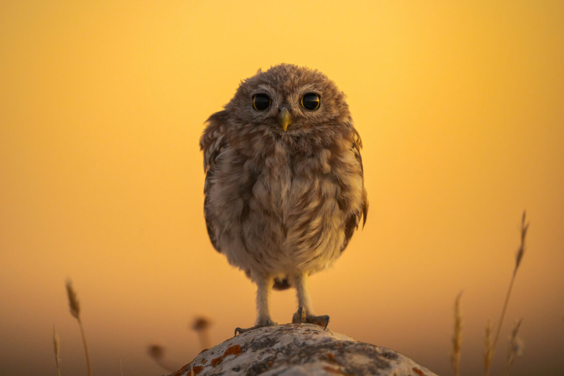 Aznar Javier Owl