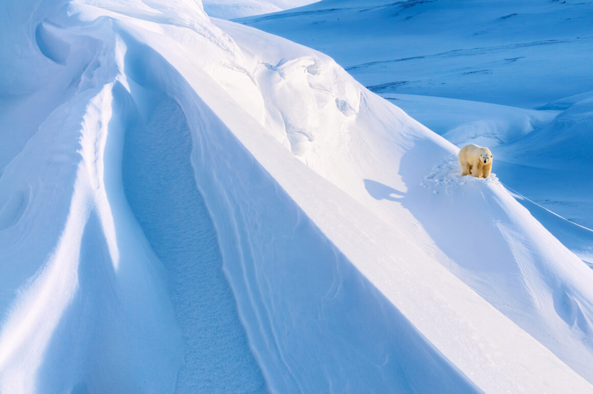 Doest Jasper Polar Bear