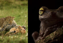 2022 British Ecological Society fotoğraf yarışması 6 EcologyPhotoAwards