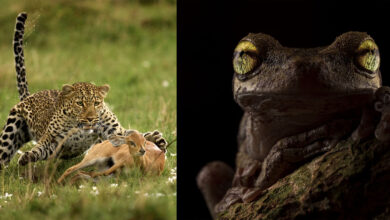 2022 British Ecological Society fotoğraf yarışması 9 EcologyPhotoAwards