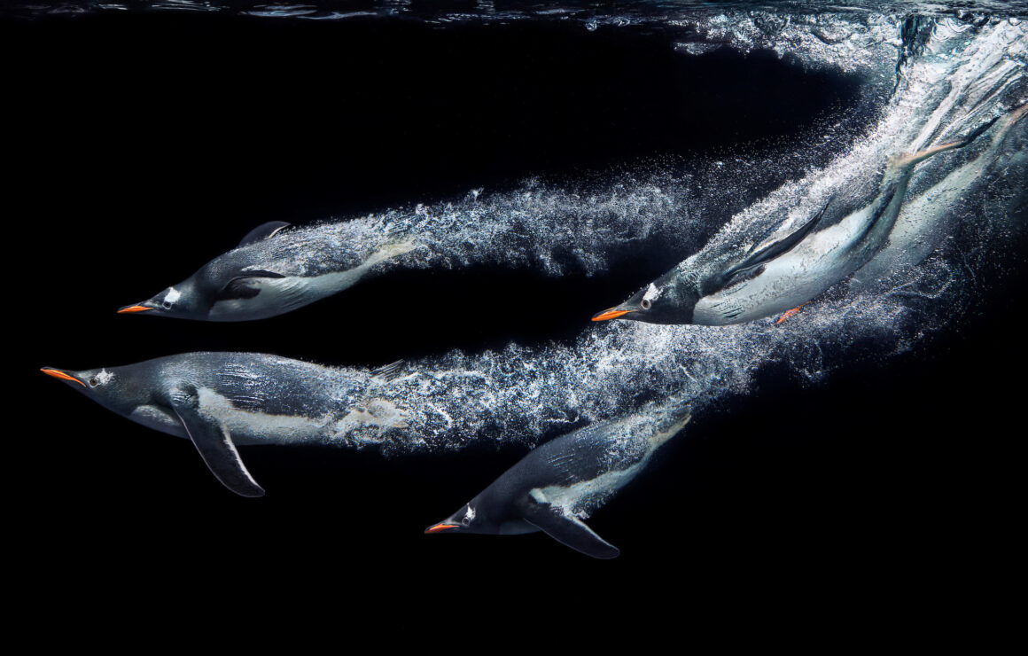 Flach Tim Gentoo Penguins Diving