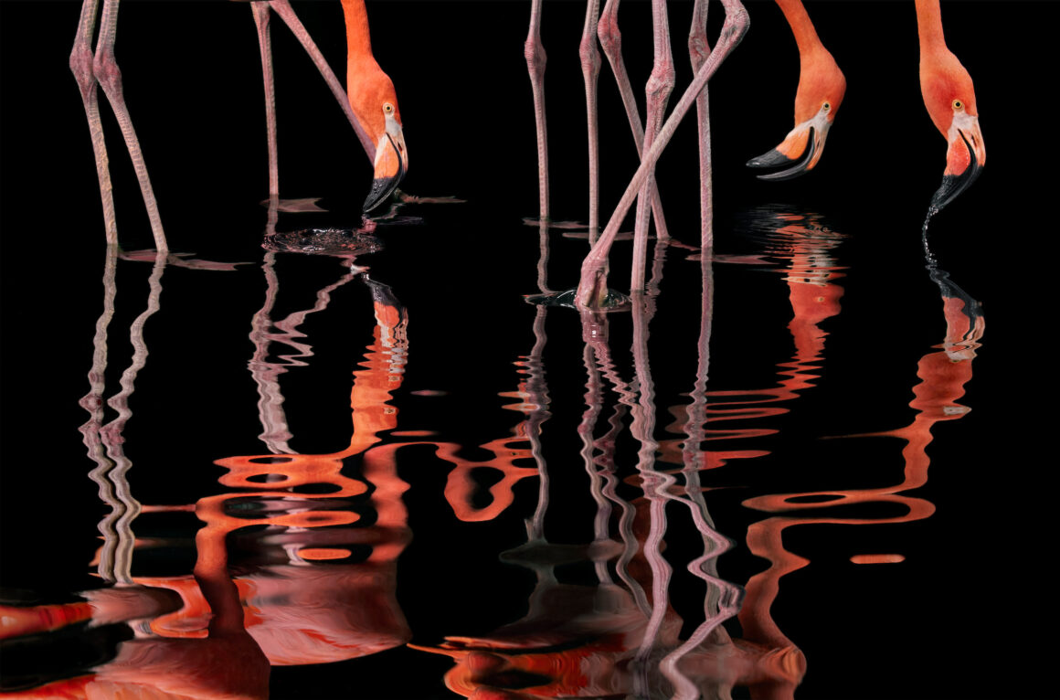 Flach Time Flamingo Reflections