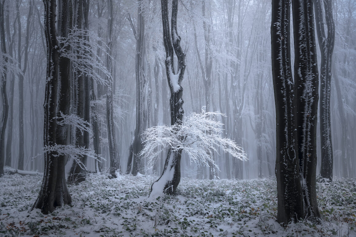 The International Landscape Photo of the Year Ödülleri 2022 12 ILPOTY2022 2nd TonyWang Ice tree