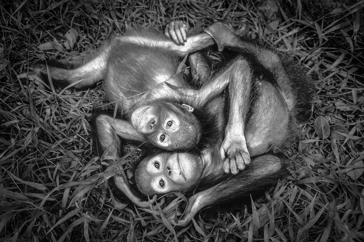 Lanting Frans Baby Orangutans