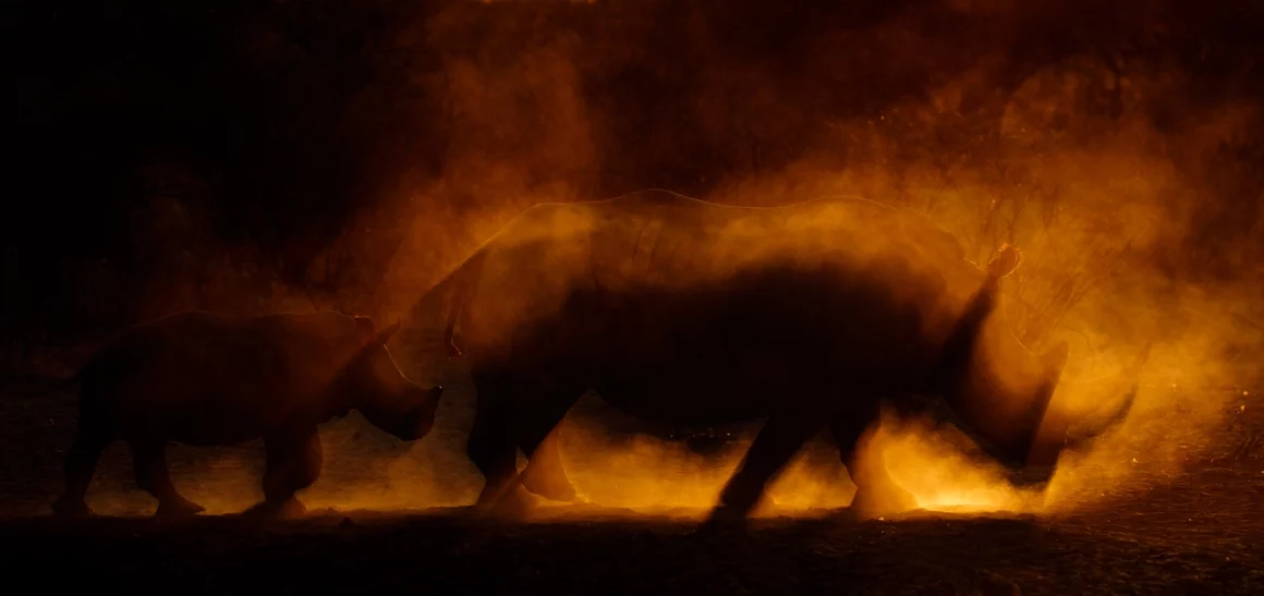 2022 Yılın Doğa Fotoğrafçısı ödülü 13 NPOTY Photo Contest 2022 Emerging from the fire of creation James Gifford Runner Up C2 Mammals