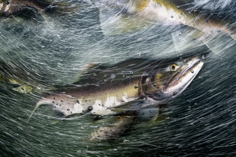 NPOTY Photo Contest 2022 Entering Hyperspace Matthew Sullivan Highly Commended C6 Underwater