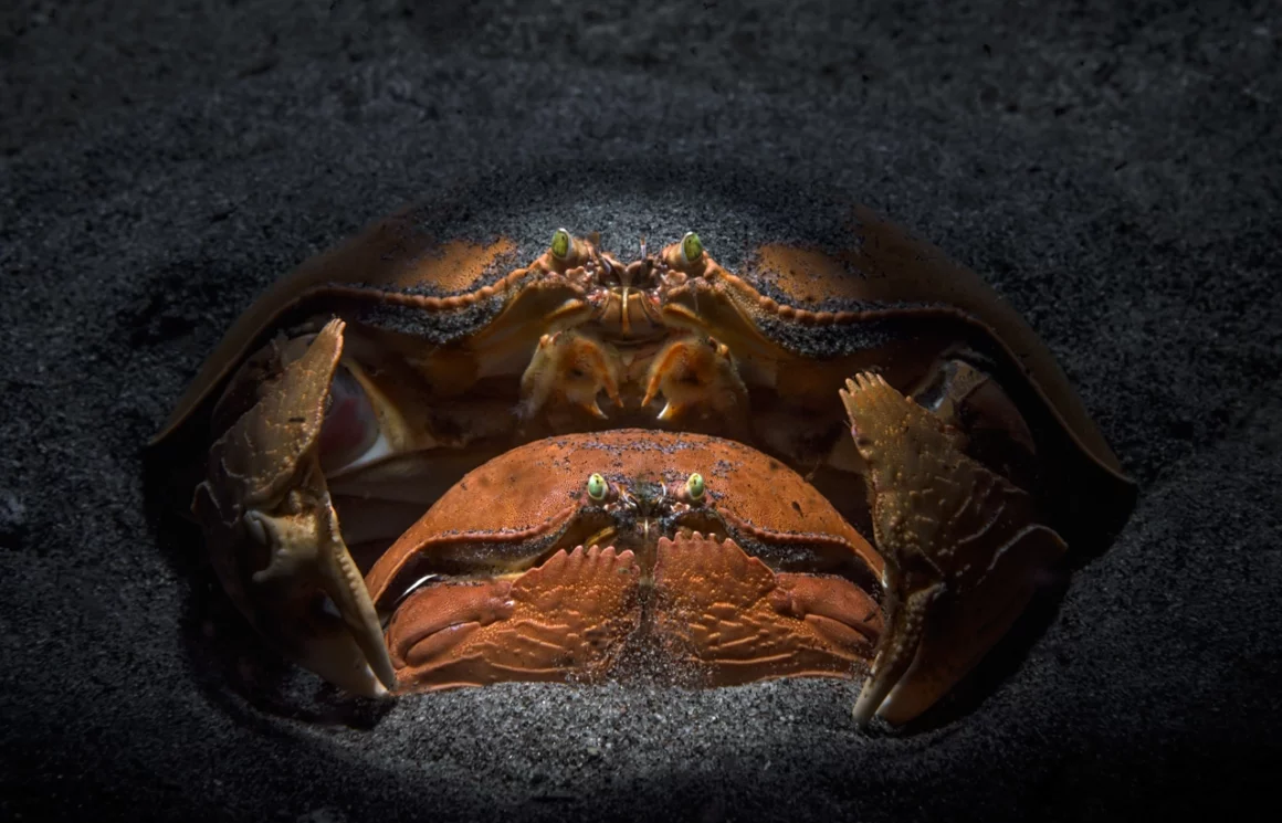 NPOTY Photo Contest 2022 Family Circle Andrey Savin Highly Commended C10 Animal Portraits