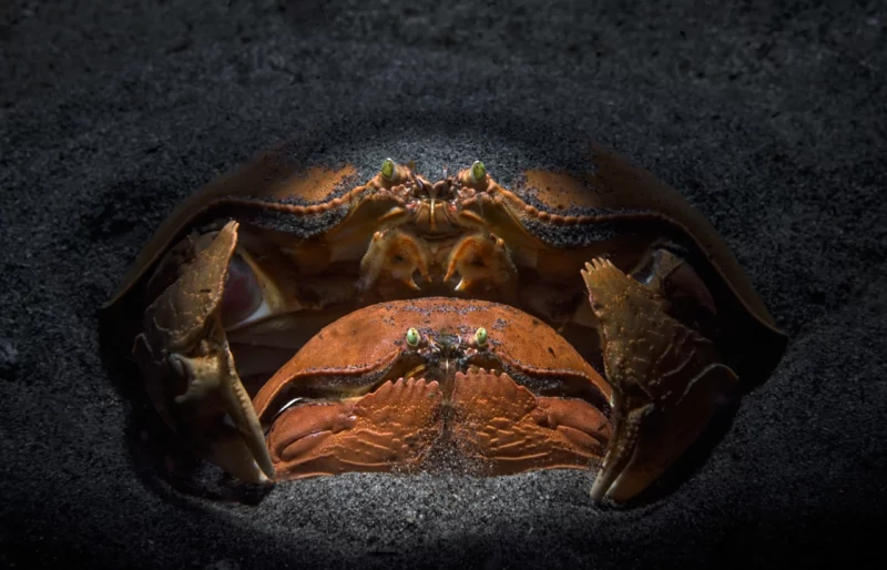 NPOTY Photo Contest 2022 Family Circle Andrey Savin Highly Commended C10 Animal Portraits