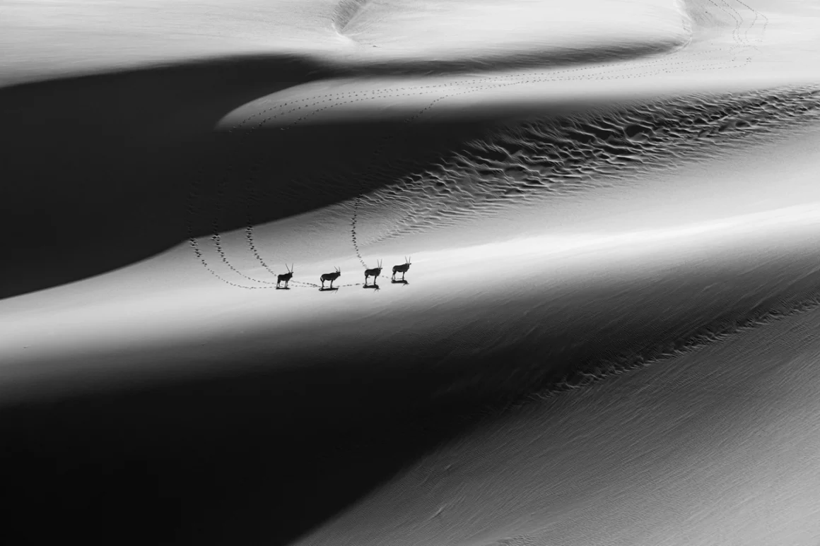 2022 Yılın Doğa Fotoğrafçısı ödülü 9 NPOTY Photo Contest 2022 Gemsbok in light The descent Craig Elson Runner Up C9 Black and White