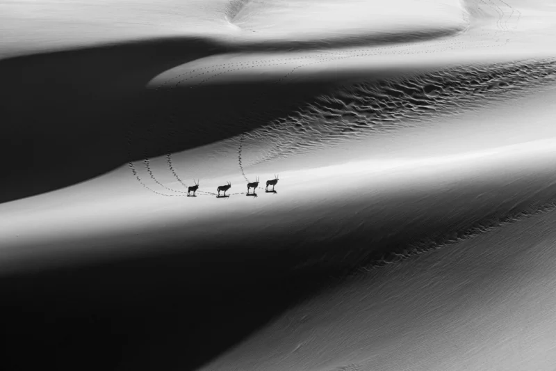 NPOTY Photo Contest 2022 Gemsbok in light The descent Craig Elson Runner Up C9 Black and White