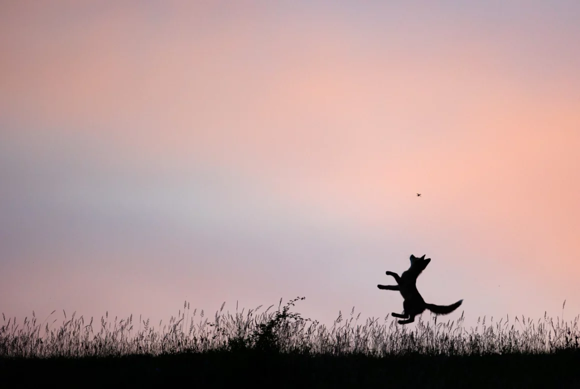 2022 Yılın Doğa Fotoğrafçısı ödülü 7 NPOTY Photo Contest 2022 High jump Zsolt Moldovan Highly Commended C2 Mammals