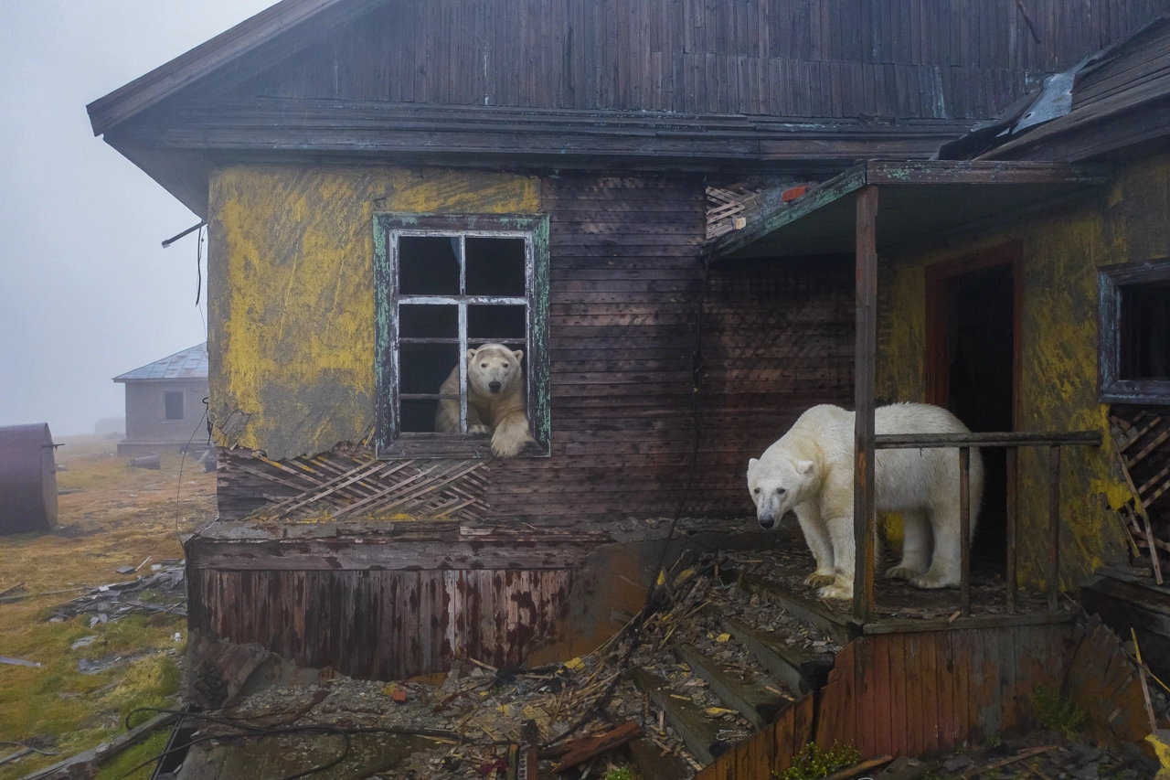 NPOTY Photo Contest 2022 House of bears Dmitry Kokh Category Winner C8 Human and Nature