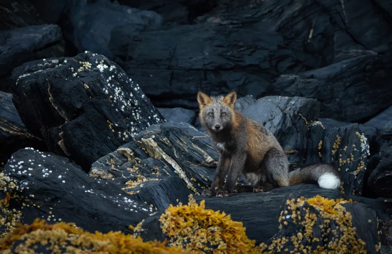 NPOTY Photo Contest 2022 Mesmerizing Cross Fox Zita Quentin Highly Commended C10 Animal Portraits