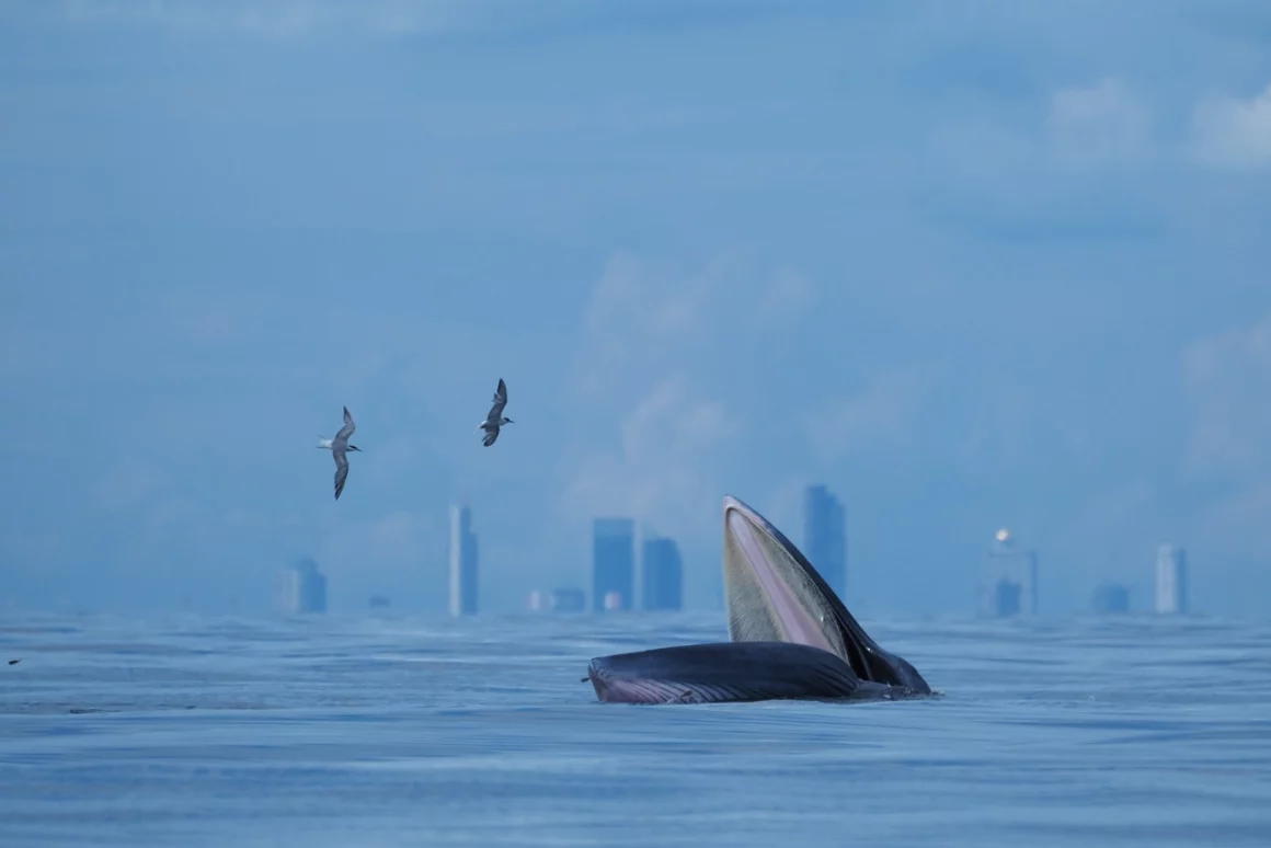 2022 Yılın Doğa Fotoğrafçısı ödülü 3 NPOTY Photo Contest 2022 My City Whale Jomtup Charoenlapnumchai Highly Commended C12 Youth