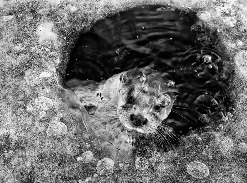 NPOTY Photo Contest 2022 Otter in icehole Ernst Dirksen Category Winner C9 Black and White