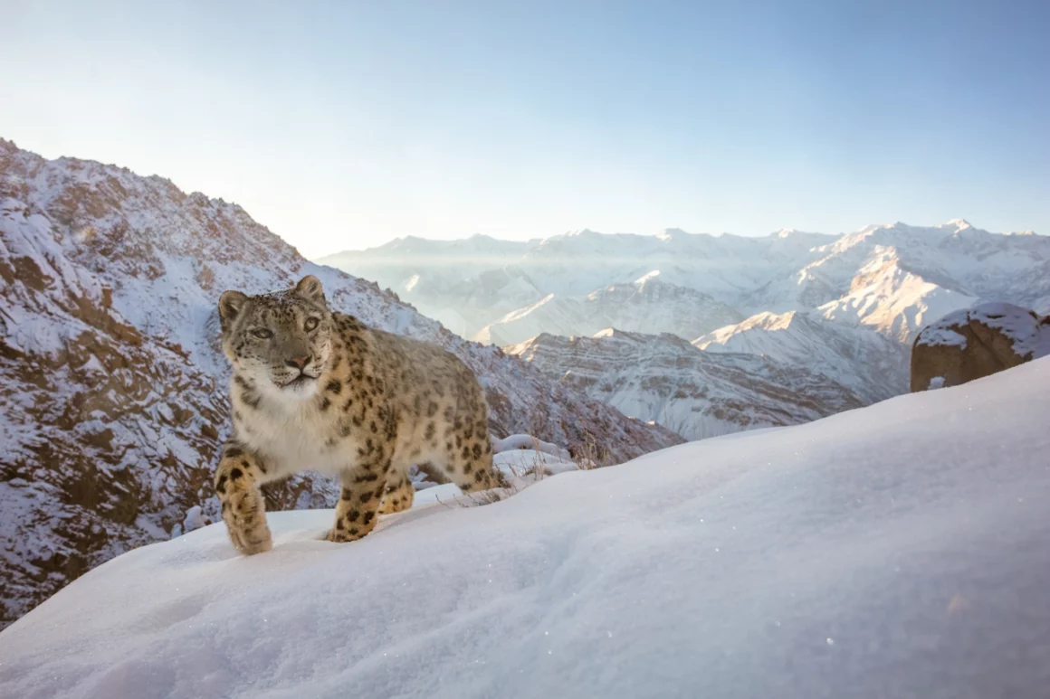 NPOTY Photo Contest 2022 The World is Mine Sascha Fonseca Category Winner C2 Mammals