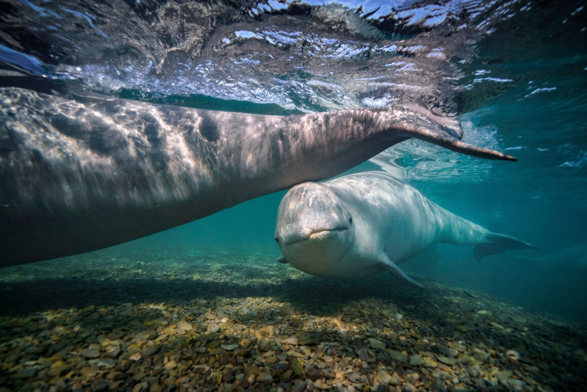 Skerry Brian Beluga Whale