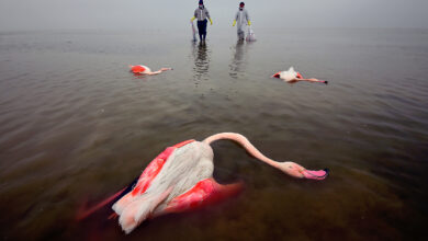 2022 Yılın Çevre Fotoğrafçısı yarışması 10 The Bitter Death Of Birds Mehdi Mohebi Pour