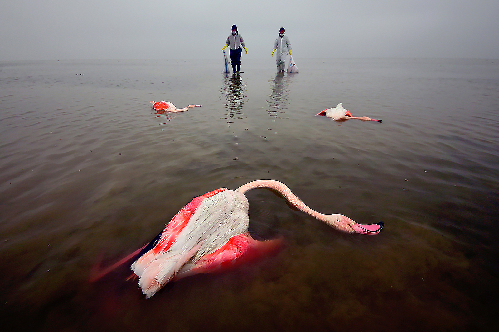 2022 Yılın Çevre Fotoğrafçısı yarışması 1 The Bitter Death Of Birds Mehdi Mohebi Pour