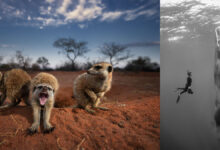 Vahsi Hayati Korumaya Para Toplamak Icin Satista Carpici Doga Fotograflar