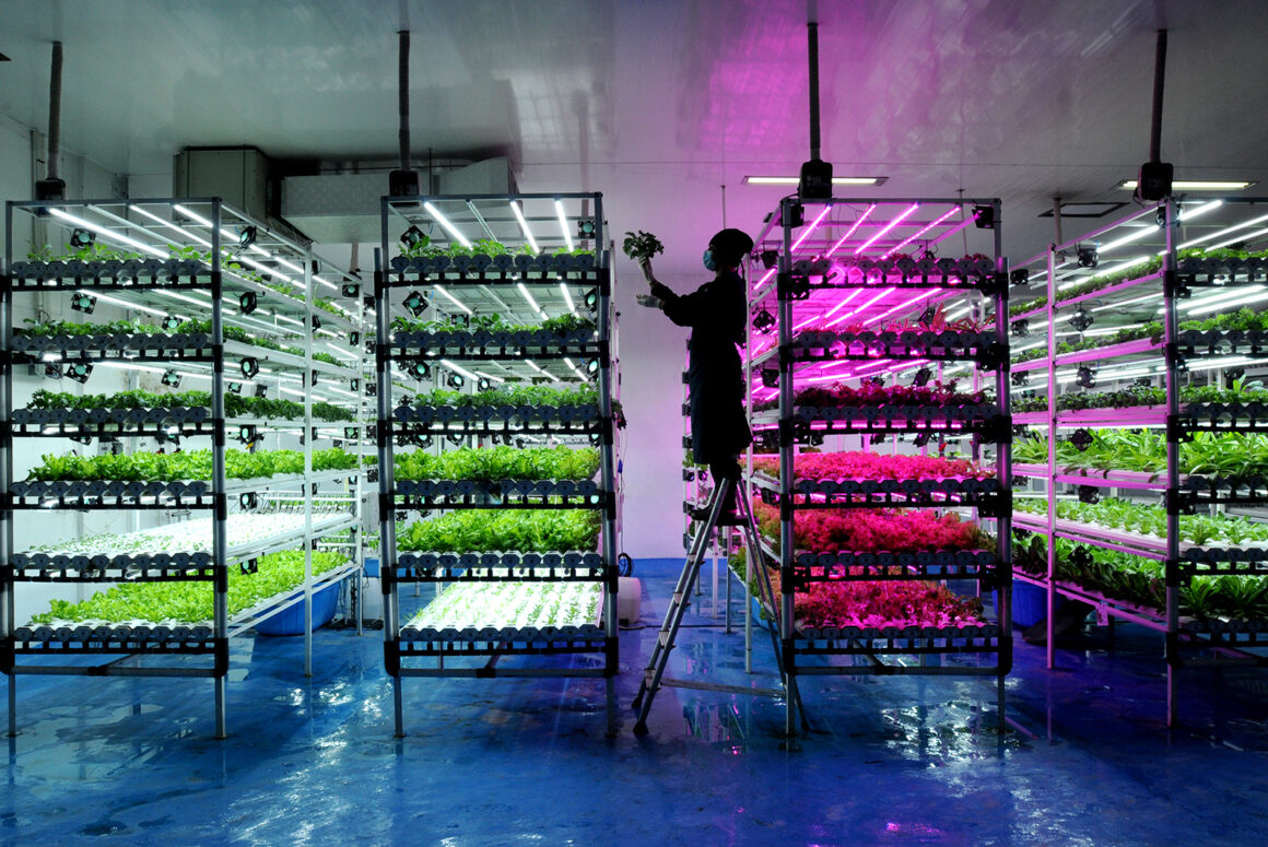 Vertical Farming Arie Basuki