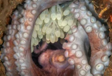 2022 Ocean Art Sualtı Fotoğraf Yarışması 69 01 Kat Zhou